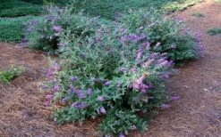 Lo & Behold Blue Chip Dwarf Butterfly Bush - 1 Gallon Pot -Plant Lover House Shop Picture Butterfly Bush Lo And Behold Blue Chip 2