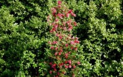 October Magic Rose Camellia - 2 Gallon Pot -Plant Lover House Shop Picture Camellia October Magic Rose Column 1