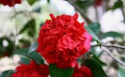Professor Sargent Camellia Japonica - 7 Gallon Pot (3-4') -Plant Lover House Shop Picture Camellia Professor Sargent Closeup