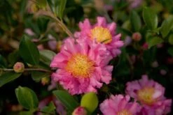 October Magic Carpet Dwarf Camellia - 1 Gallon Pot -Plant Lover House Shop Picture Camellia Sasanqua October Magic Carpet 1