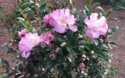 October Magic Orchid Camellia - 2 Gallon Pot 11 October Magic Orchid Camellia - 2 Gallon Pot -Plant Lover House Shop Picture CamelliaOrchidOctoberMajic 2