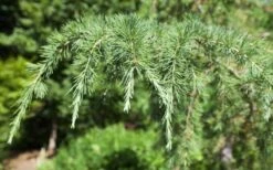 Deodar Cedar - 5 Gallon Pot (3-4') -Plant Lover House Shop Picture Cedar Deodara 2 3