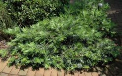 Creeping Japanese Plum Yew (Cephalotaxus Harringtonia 'Prostrata') - 6 Pack Of 1 Gallon Pots -Plant Lover House Shop Picture Creeping Yew 2
