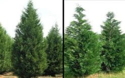 Leyland Cypress - 1 Gallon Pot 13 Leyland Cypress - 1 Gallon Pot -Plant Lover House Shop Picture Cypress Leyland 1