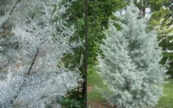 Silver Smoke Arizona Cypress - 3 Gallon Pot -Plant Lover House Shop Picture Cypress Silver Smoke 2 1