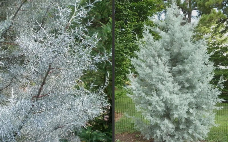 Silver Smoke Arizona Cypress - 1 Gallon Pot 8 Silver Smoke Arizona Cypress - 1 Gallon Pot - Image 6