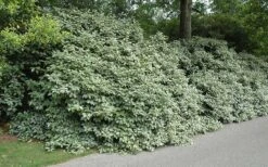 Fruitland Elaeagnus (Silverberry) - 1 Gallon Pot 10 Fruitland Elaeagnus (Silverberry) - 1 Gallon Pot -Plant Lover House Shop Picture Eleagnus Fruitland Border