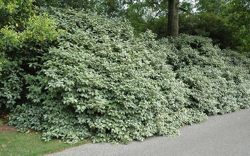 Fruitland Elaeagnus (Silverberry) - 1 Gallon Pot 6 Fruitland Elaeagnus (Silverberry) - 1 Gallon Pot - Image 4