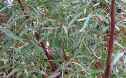 Angus Cold Hardy Eucalyptus Tree (Eucalyptus Nicholii) - 1 Gallon Pot 14 Angus Cold Hardy Eucalyptus Tree (Eucalyptus Nicholii) - 1 Gallon Pot -Plant Lover House Shop Picture Eucalyptus Tree Anugus Willow Leaf Peppermint 5