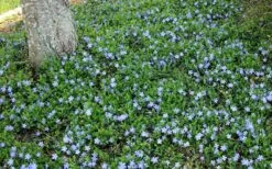 Evergreen Periwinkle - Vinca Minor - 18 Count Flat Of Pint Pots -Plant Lover House Shop Picture Evergreen Periwinkle Groundcover