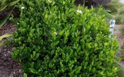 August Beauty Gardenia - 3 Gallon Pot -Plant Lover House Shop Picture Gardenia August Beauty 2