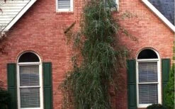 Weeping Yaupon Holly (Ilex Vomitoria 'Pendula') - 7 Gallon Pot (7-8') 15 Weeping Yaupon Holly (Ilex Vomitoria 'Pendula') - 7 Gallon Pot (7-8') -Plant Lover House Shop Picture Holly Weeping Yaupon 1