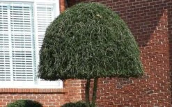 Weeping Yaupon Holly (Ilex Vomitoria 'Pendula') - 7 Gallon Pot (3-4') -Plant Lover House Shop Picture Holly Weeping Yaupon 2