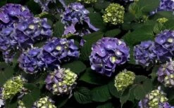 Bloomstruck Endless Summer Hydrangea - 3 Gallon Pot -Plant Lover House Shop Picture Hydrangea Bloomstruck 1