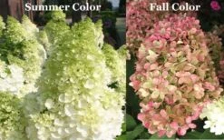 Limelight PeeGee Hydrangea - 1 Gallon Pot -Plant Lover House Shop Picture Hydrangea Limelight 3
