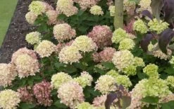 Little Lime Hydrangea - 2 Gallon Pot -Plant Lover House Shop Picture Hydrangea Little Lime 2 1