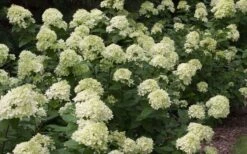 Little Lime Hydrangea - 2 Gallon Pot -Plant Lover House Shop Picture Hydrangea Little Lime 3 1