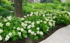 Pee Wee Dwarf Oakleaf Hydrangea - 2 Gallon Pot -Plant Lover House Shop Picture Hydrangea Oakleaf Pee Wee Border 2