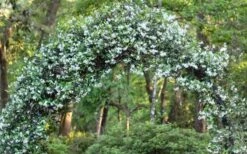 Star Jasmine Vine (Trachelospermum Jasminoides) - 3 Gallon Pot -Plant Lover House Shop Picture Jasmine Confederate On Arch 2