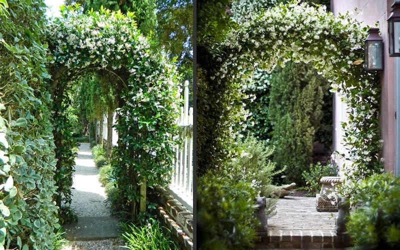 Confederate Jasmine Vine (Trachelospermum Jasminoides) - 2 Gallon Pot 9 Confederate Jasmine Vine (Trachelospermum Jasminoides) - 2 Gallon Pot - Image 7