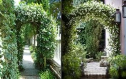 Star Jasmine Vine (Trachelospermum Jasminoides) - 3 Gallon Pot -Plant Lover House Shop Picture Jasmine Confederate On Arches 2 2