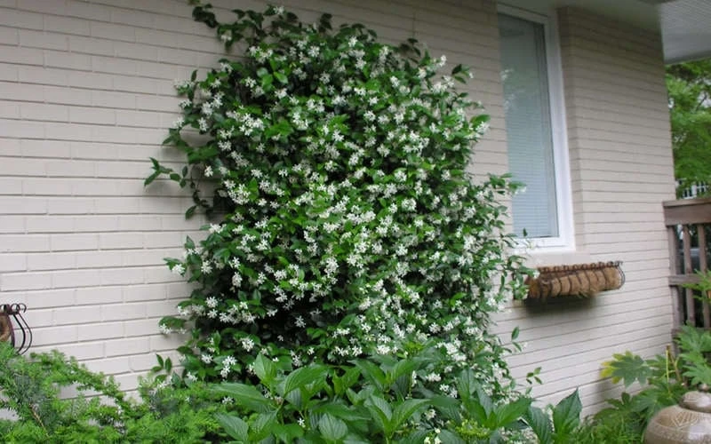 Confederate Jasmine Vine (Trachelospermum Jasminoides) - 2 Gallon Pot 10 Confederate Jasmine Vine (Trachelospermum Jasminoides) - 2 Gallon Pot - Image 8