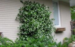 Star Jasmine Vine (Trachelospermum Jasminoides) - 3 Gallon Pot -Plant Lover House Shop Picture Jasmine Confederate On Trellis 2