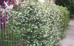 Star Jasmine Vine (Trachelospermum Jasminoides) - 3 Gallon Pot -Plant Lover House Shop Picture Jasmine Confederate Vine 1 2
