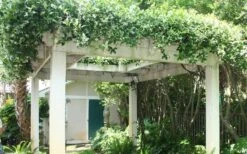 Star Jasmine Vine (Trachelospermum Jasminoides) - 3 Gallon Pot -Plant Lover House Shop Picture Jasmine Confederate Vine 2 2