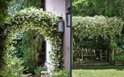 Madison Confederate Jasmine - 2 Gallon Pot -Plant Lover House Shop Picture Jasmine Madison 3 2