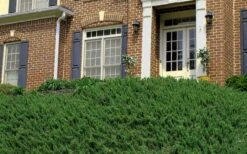 Blue Pacific Juniper - 1 Gallon Pot -Plant Lover House Shop Picture Juniper Blue Pacific Hill