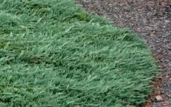 Blue Rug Juniper - 3 Gallon Pot -Plant Lover House Shop Picture Juniper Blue Rug 3 1