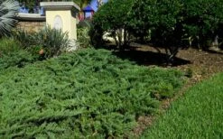 Parsons Juniper - Juniperus Davurica 'Parsonii' - 6 Pack Of 1 Gallon Pots 11 Parsons Juniper - Juniperus Davurica 'Parsonii' - 6 Pack Of 1 Gallon Pots -Plant Lover House Shop Picture Juniper Parsons Border 2