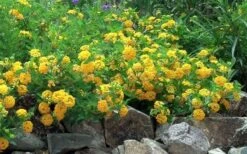 New Gold Hardy Lantana - 6 Pack Of 1 Gallon Pots -Plant Lover House Shop Picture Lantana Trailing New Gold 2
