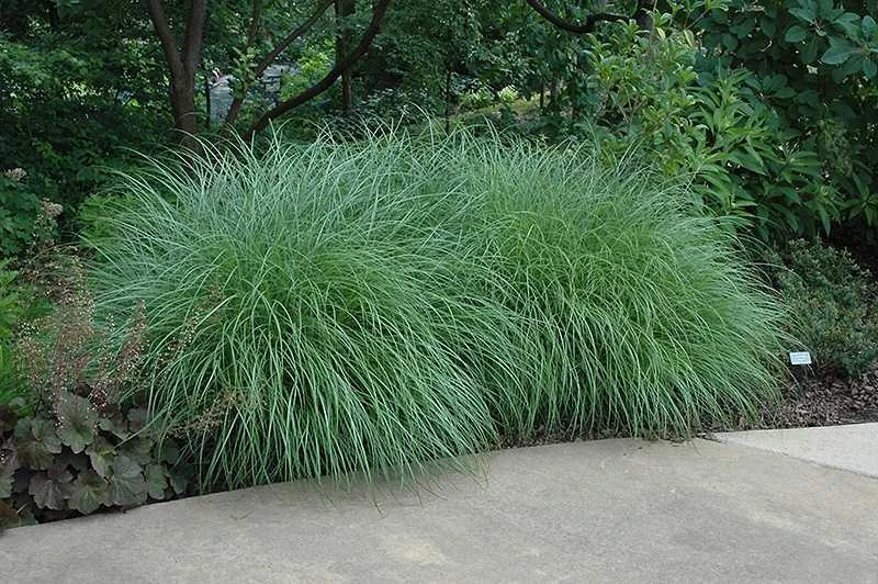 Little Kitten Dwarf Maiden Grass - Miscanthus Sinensis - 2 Gallon Pot 7 Little Kitten Dwarf Maiden Grass - Miscanthus Sinensis - 2 Gallon Pot - Image 5