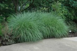 Little Kitten Dwarf Maiden Grass - Miscanthus Sinensis - 6 Pack Of 1 Gallon Pots -Plant Lover House Shop Picture Little Kitten Maiden Grass 2
