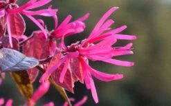 Purple Pixie Loropetalum - 1 Gallon Pot -Plant Lover House Shop Picture Loropetalum Purple Pixie Flower 1