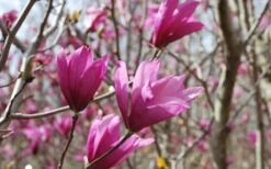 Ann Magnolia Tulip Tree - 5 Gallon Pot -Plant Lover House Shop Picture Magnolia Ann 1