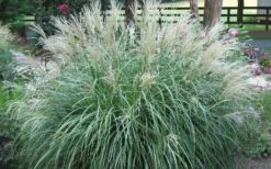 Adagio Dwarf Maiden Grass - Miscanthus Sinensis - 1 Gallon Pot -Plant Lover House Shop Picture Maiden Grass Adagio Dwarf