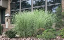 Maiden Grass - Miscanthus Sinensis 'Gracillimus' - 6 Pack Of 1 Gallon Pots -Plant Lover House Shop Picture Maiden Grass Gracillimus