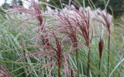 Maiden Grass - Miscanthus Sinensis 'Gracillimus' - 3 Gallon Pot -Plant Lover House Shop Picture Miscanthus Gracillimus Seed Heads 2