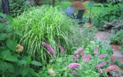 Little Zebra Grass - Miscanthus - 6 Pack Of 1 Gallon Pots -Plant Lover House Shop Picture Miscanthus Little Zebra 3 1