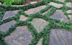 Dwarf Mondo Grass - 32 Pack Of 2.5" Pots -Plant Lover House Shop Picture Mondo Grass Dwarf 6 2