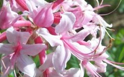 Varnadoes Phlox Pink Native Azalea - Rhododendron Canescens - 3 Gallon Pot 17 Varnadoes Phlox Pink Native Azalea - Rhododendron Canescens - 3 Gallon Pot -Plant Lover House Shop Picture Native Azalea Varnadoes Pink Phlox Closeup