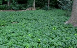 Pachysandra (Japanese Spurge) - 6 Pack Of Pint Pots -Plant Lover House Shop Picture Pachysandra 3