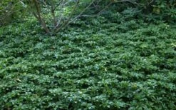 Pachysandra (Japanese Spurge) - 6 Pack Of Pint Pots -Plant Lover House Shop Picture Pachysandra 4