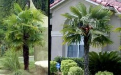 Windmill Cold Hardy Palm Tree - 7 Gallon Pot (3-4') -Plant Lover House Shop Picture Palm Windmill 3 1
