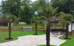 Windmill Cold Hardy Palm Tree - 7 Gallon Pot (3-4') -Plant Lover House Shop Picture Palm Windmill 4 1