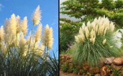 White Pampas Grass - 1 Gallon Pot -Plant Lover House Shop Picture Pampas Grass White 2