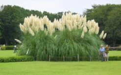 White Pampas Grass - 1 Gallon Pot -Plant Lover House Shop Picture Pampas Grass White 3